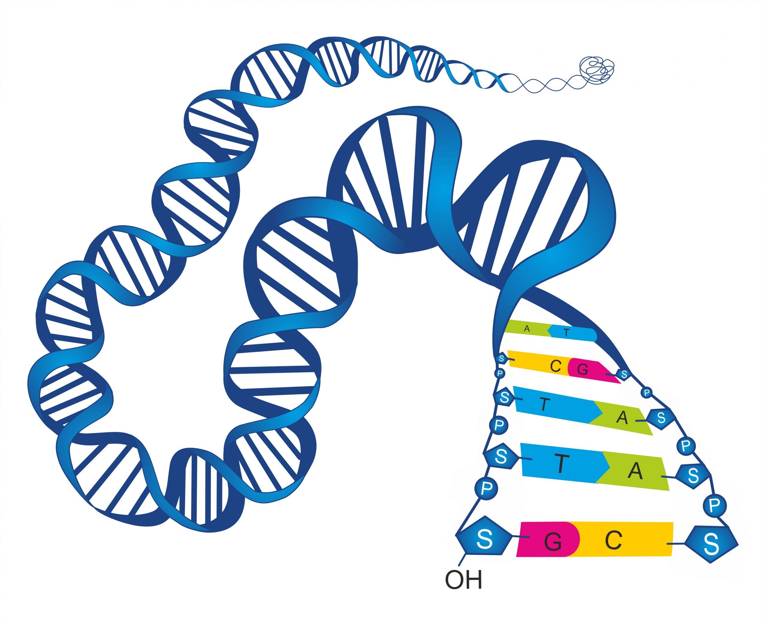 Nucleic Acid Extraction Services Canopy Biosciences