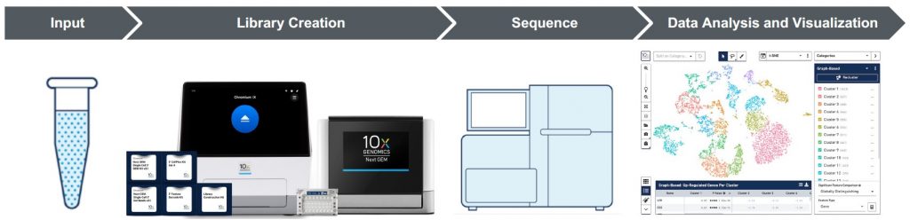 Chromium system workflow for single-cell RNA-Seq. Image provided by 10X Genomics.