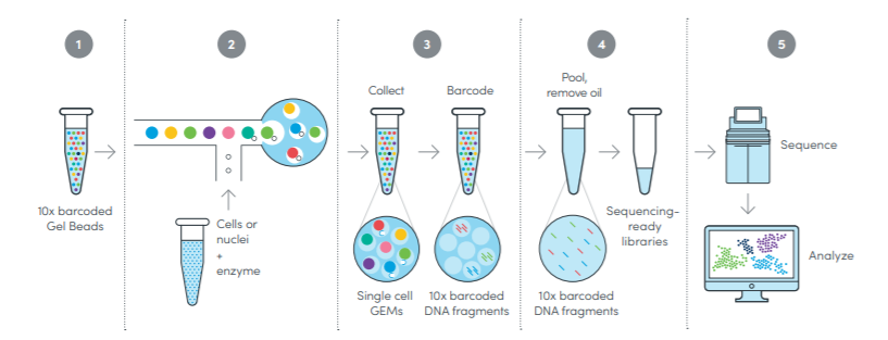 Single-Cell Encapsulation and Library Preparation.